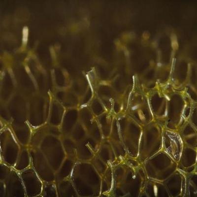 Pyanek photographe macro objets quotidien zoom infiniment petit 3